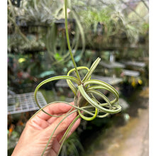 T. intermedia