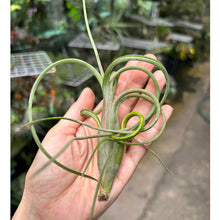 T. intermedia