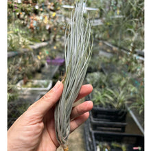 T. tomekii