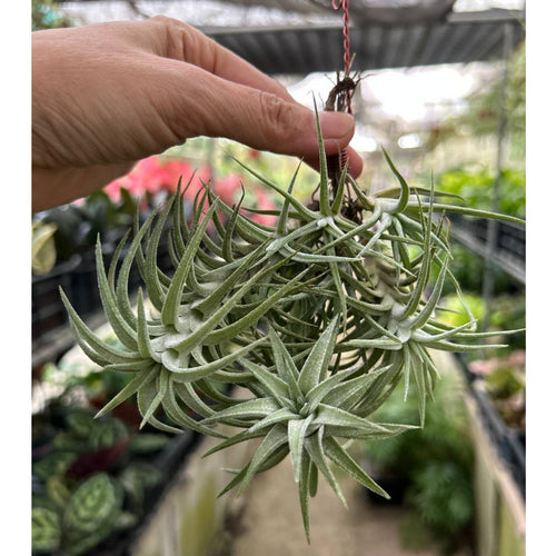 T.  Vanhyningii Clump on a Hanging Wire