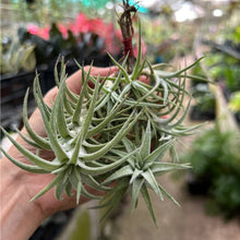 T.  Vanhyningii Clump on a Hanging Wire