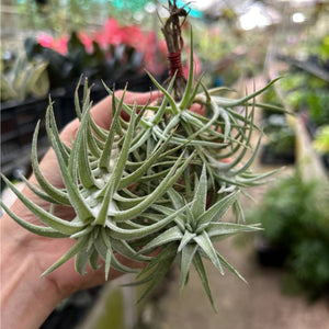 T.  Vanhyningii Clump on a Hanging Wire