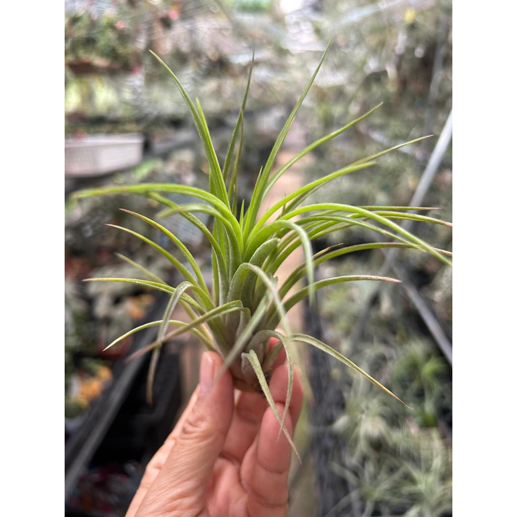 T. Victoria