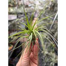 T. Victoria