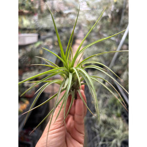 T. Victoria