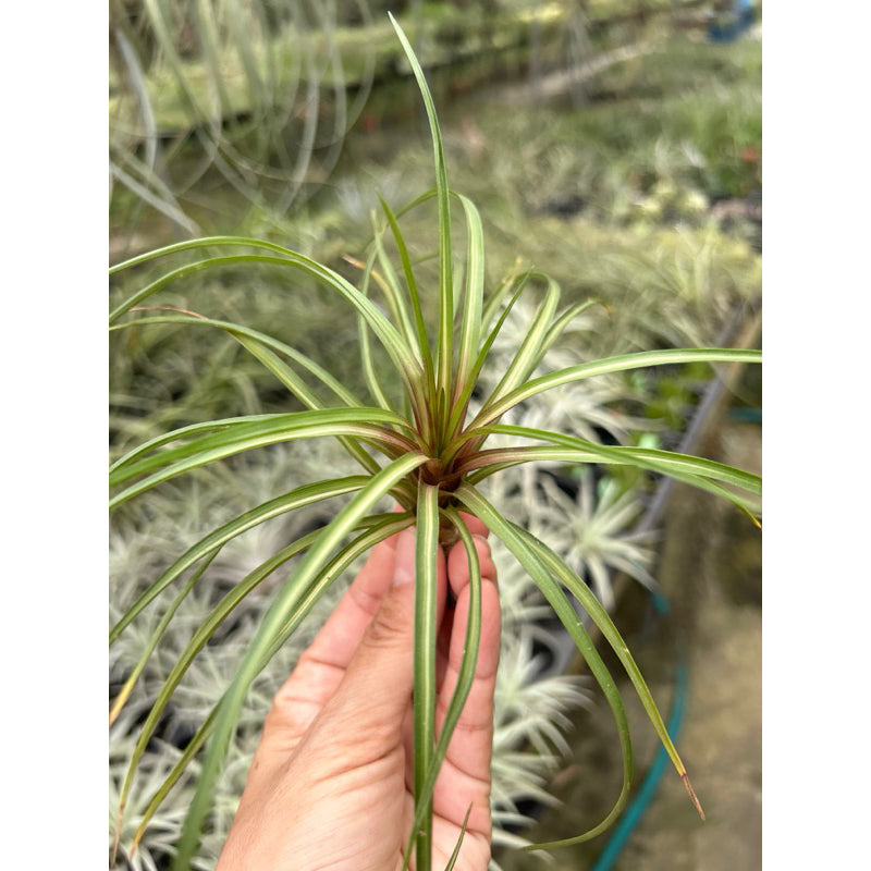 T. Wallisia cyanea Variegated (Small)