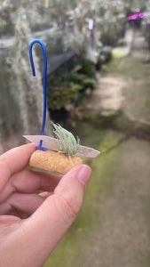 T. sprengeliana