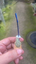 T. sprengeliana