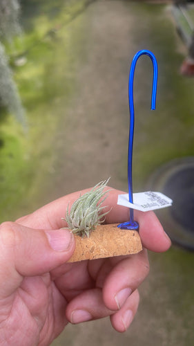 T. sprengeliana