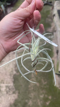 T. Buttercup