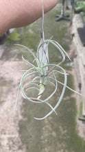 T. Buttercup
