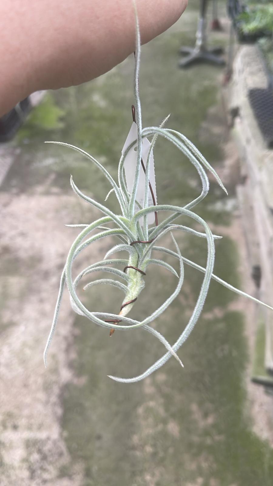 T. Buttercup