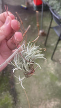 T. Languinosa clump