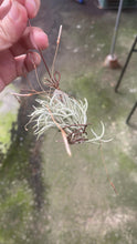 T. Languinosa clump