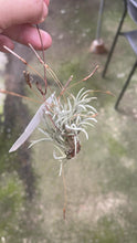 T. Languinosa clump