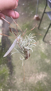 T. Languinosa clump