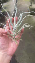 T. Paleacea Zig Zak