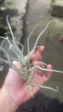 T. Paleacea Zig Zak