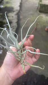 T. Paleacea Zig Zak