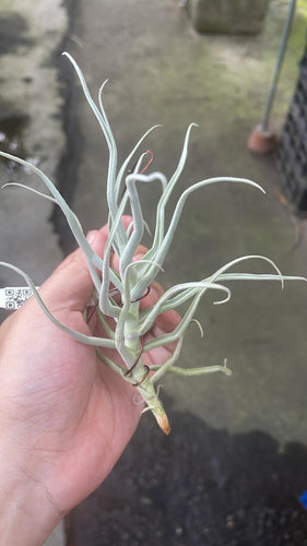 T. Paleacea Zig Zak