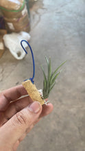 T. ericii
