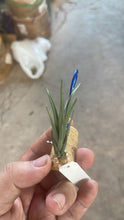 T. ericii