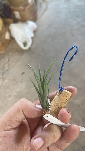 T. ericii