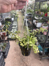 Hoya nummularioides in 9cm Plastic Pot