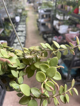Hoya nummularioides in 9cm Plastic Pot