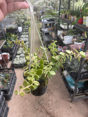 Hoya nummularioides in 9cm Plastic Pot