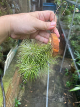 T. funckiana var recurvifolia on Wood