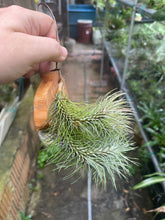 T. funckiana var recurvifolia on Wood