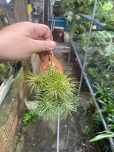 T. funckiana var recurvifolia on Wood