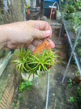 Tillandsia Ionantha vanhyningii on Wood