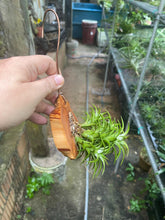 Tillandsia Ionantha vanhyningii on Wood