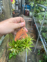 Tillandsia Ionantha vanhyningii on Wood