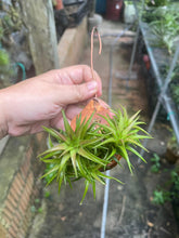 Tillandsia Ionantha vanhyningii on Wood