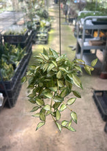 Hoya Lacunosa Bruno on Hanging Snail Shell