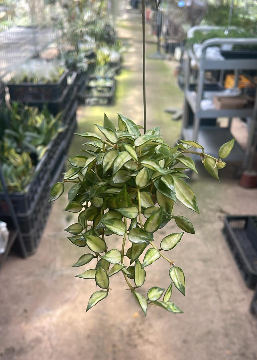 Hoya Lacunosa Bruno on Hanging Snail Shell
