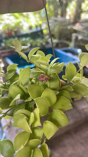 Hoya Heuschkeliana Outer Variegated in Hanging Snail Shell