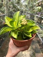 Hoya Pachyclada Variegated in 15cm Plastic Pot