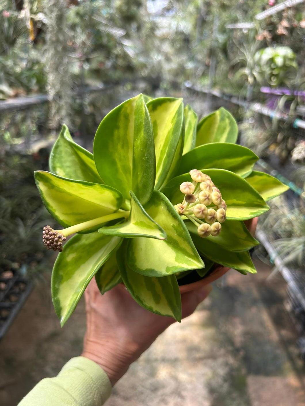 Hoya Pachyclada Variegated in 15cm Plastic Pot