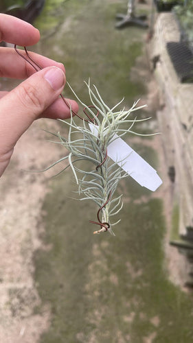 T. dependens