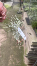 T. dependens