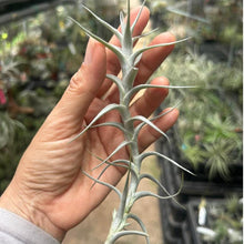 T. albida Minor