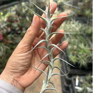 T. albida Minor