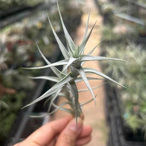 T. albida Minor