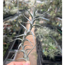 T. albida Minor