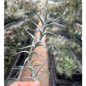 T. albida Minor