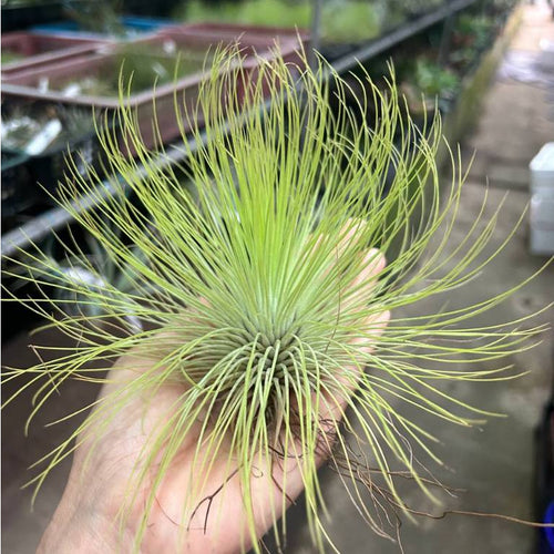 T. andreana (XL)